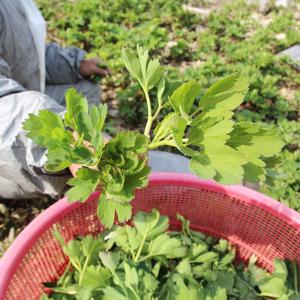 여수 금오도 노지 햇 방풍나물 500g 1kg 2kg