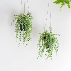 행잉식물 무늬 밀리언하트 디시디아 에어플랜트