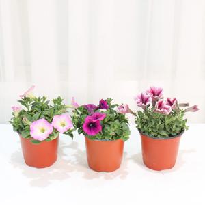 사피니아 사피니아꽃 페튜니아 페츄니아 샤피니아 10cm 화분