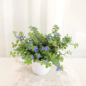 아메리칸블루 중품 플랜테리어 블루데이지 야생화 예쁜꽃 화분