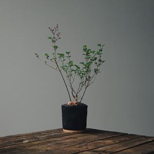 미스김 라일락 에코리플 화분(꽃 진 상태 / 내년 봄 개화)