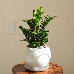 보석금전수 고급스러운 개업화분