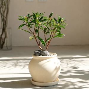 무늬천리향 향기로 기억되는 봄