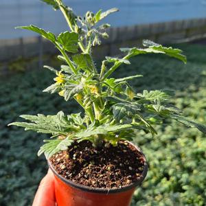 방울 토마토 모종 앉은뱅이 일반 5개 빨강 노랑 방울토마토 키우기 교육용