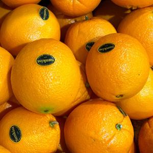 [썬키스트] 블랙라벨 오렌지 10과 X 개당 160g내외 중소과 외 수량선택