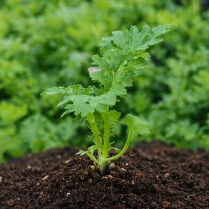 와사비나 모종 5개 와사비 상추 고추냉이 잎 상추모종 키우기