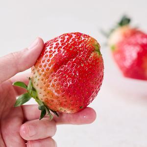 논산 GAP 인증 캐릭터 / 킹스베리 / 홍희 빅딸기 골라담기