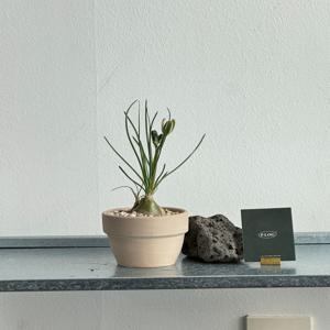 알부카 넬소니 아프리카식물 데스크테리어 감성식물 원룸인테리어