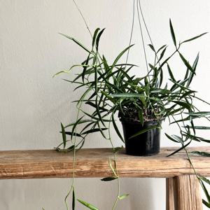 디시디아 필리핀 행잉식물