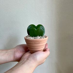 [단독] 더블 하트 호야 미니 다육이 로자리안 토분