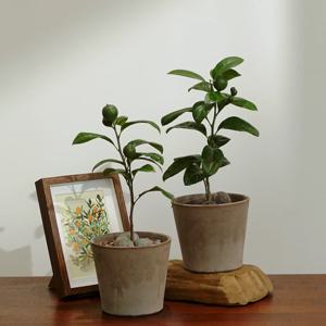 앙증맞은 미니 유주나무 과실수