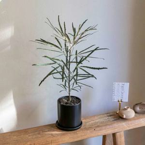 아랄리아 아라리오 소형 모던블랙