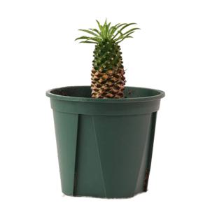 괴마옥 파인애플선인장 희귀 다육이