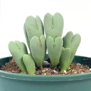 축전 코노피튬 리톱스 하트다육이 미니 선인장