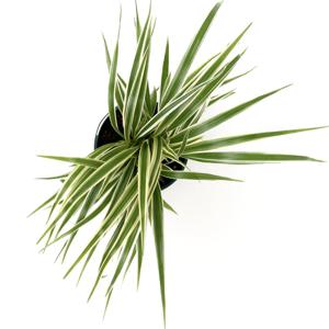 나비란 무늬식물 거실화초 공기정화식물 플랜테리어