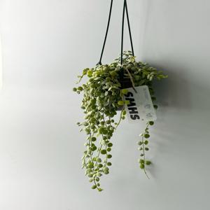 디시디아 버튼 (넘뮬라리아) 행잉 - 동글동글 귀엽게 늘어지는 행잉플랜트