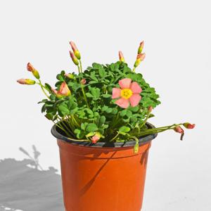 세레스살몬 사랑초 소형 싱그러운 식물 모종