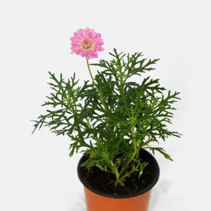 공작 목마가렛 야생화 싱그러운 소형 식물 꽃모종