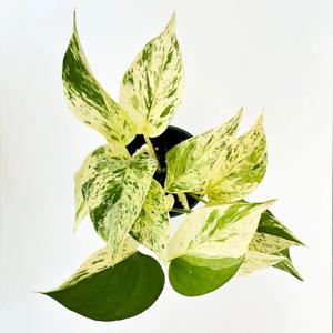 애플스킨답서스 희귀식물 키우기쉬운식물 카페