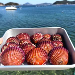 통영 산지직송 홍가리비 3kg