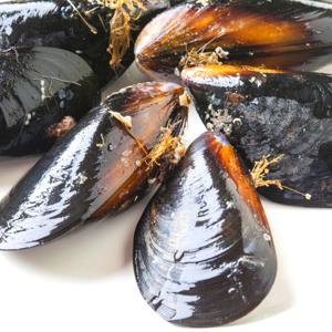 통영 산지직송 홍합 3kg