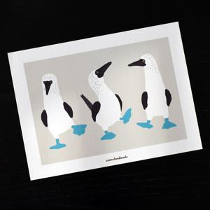 Three Friends 푸른발 부비새 갈라파고스 새 동물 홈데코 인테리어 그림 엽서