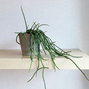 립살리스 핑크 늘어지는 공중식물 - EV 이태리토분세트