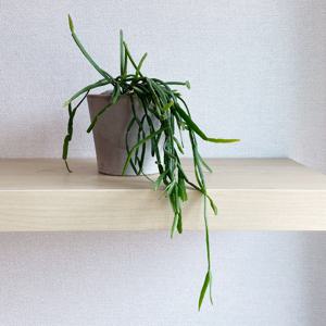 립살리스 트리고나 늘어지는 공중식물 - EV 이태리토분세트