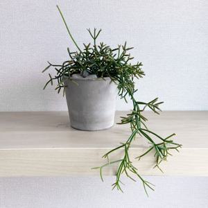 립살리스 테리스 늘어지는 공중식물 - EV 이태리토분세트