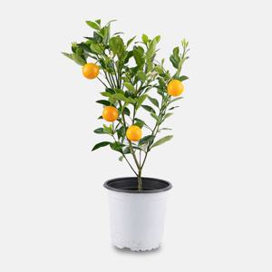 유주나무 중품 키우기쉬운 실내 반려식물 집들이선물