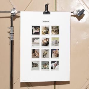 스윗데이즈 강아지 고양이 반려동물 폴라로이드 감성 포스터 A3/A2