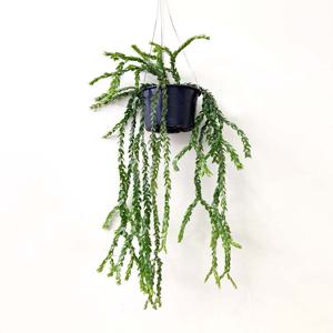 석송 눔물라리폴리우스 하이브리드 카페식물 행잉플랜트