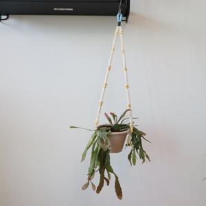 립살리스 루비 행잉 화분 벽걸이 화분 행잉플랜트