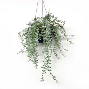 디시디아 밀리언 하트 무늬 베리에가타 공기정화 실내 카페식물 행잉 플랜트