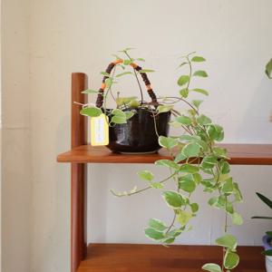 무늬빈카 빈티지팟행잉 화분 벽걸이 화분 행잉플랜트