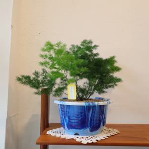 아스파라거스 미리오클라우드 빈티지팟 인테리어 식물 공기정화식물