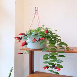 트리초스 행잉화분 벽걸이 화분 행잉플랜트