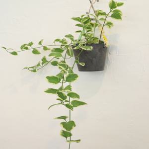 무늬빈카 행잉화분 벽걸이 화분 행잉플랜트