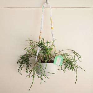 립살리스 뽀빠이 키우기쉬운 식물 행잉화분 벽걸이 화분 행잉플랜트