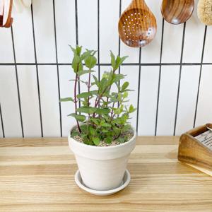 1+1 키친 허브 페퍼민트/천연 향신료 향기나는 식물 허브 키우기