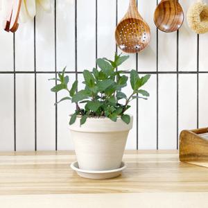 1+1 페니로열민트 키친허브 화분 세트 바질 베란다 텃밭 허브 키우기