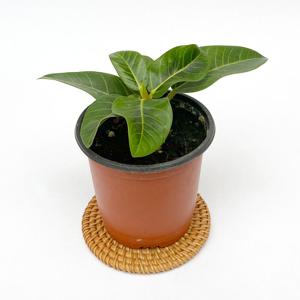 뱅갈고무나무 실내 공기정화 모종 고무나무 식물 키우기