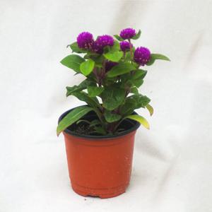 천일홍 오래피는꽃 화단식물 야생화 모종 포트