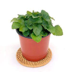 레몬밤 허브 모종 화분 허브식물 키우기 식용 레몬향식물