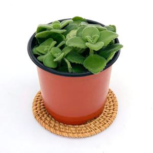 장미허브 화분 모종 다육 키우기 향기나는 꽃 허브 소품