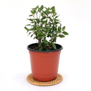 체리세이지 핫립세이지 화분 모종 허브식물 키우기 노지월동꽃