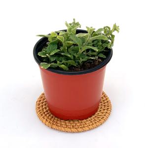 파인애플민트 허브 실내 공기정화 소형 반려 식물