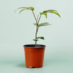 황칠나무 키우기쉬운 실내공기정화식물 인테리어식물 소형 모종