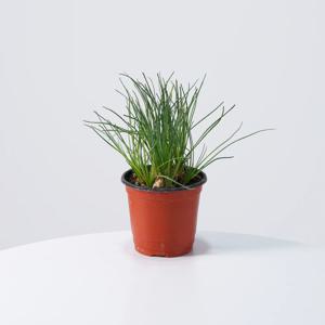 알부카 넬소니 키우기쉬운 실내공기정화식물 인테리어식물 소형 모종