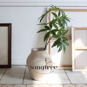 그린 파키라 가지조화